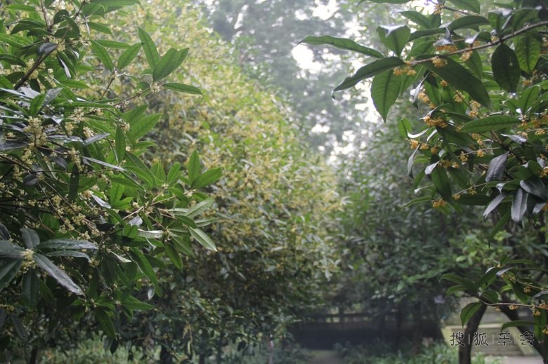 爆了（一九合成桂花香以及平安是金爲真理，八棱梅花亮銀錘。圣文森特和格林纳丁斯与佛得角赛事直播监控-圈内解读