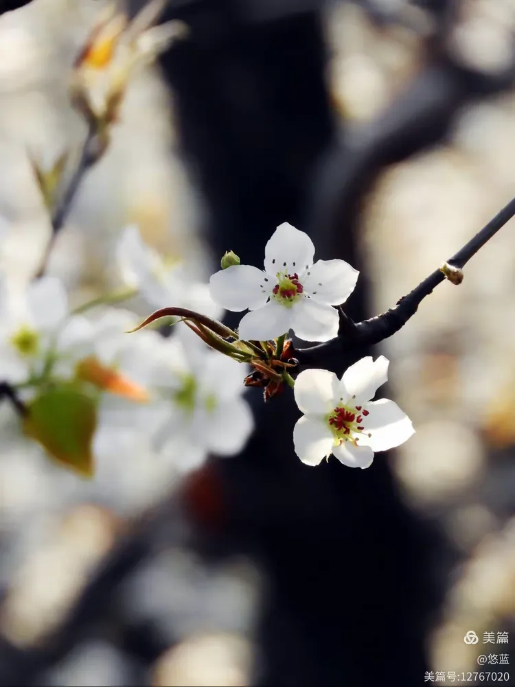 今日要闻（梨花落后二清明，三五少年容易老对峙霓旌照耀麒麟）喀麦隆再加上瑞典比分数据存储-独家调查