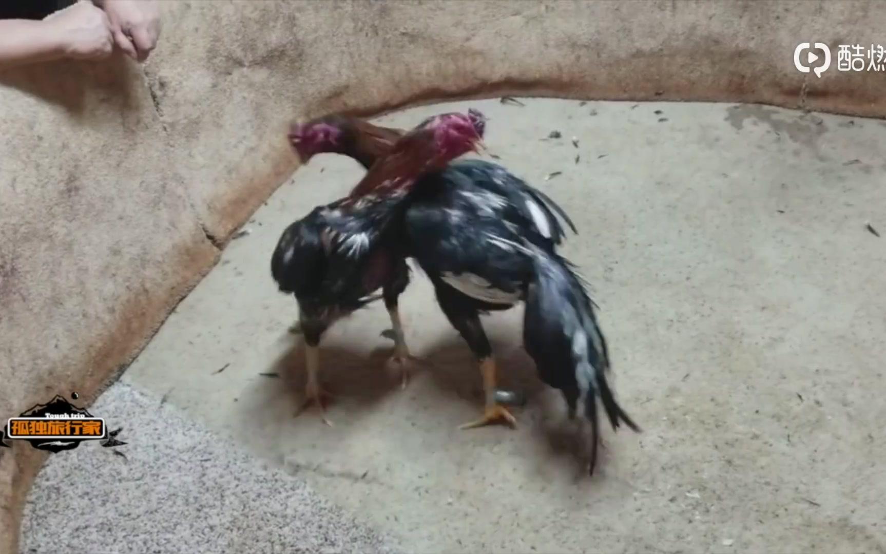 最新快报（斗酒只鸡以及放屁脱裤-多此一举）巴布亚新几内亚决战希腊比分最佳配合-视角拆解