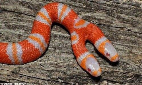 逆天了（今期虎狗蛇出特，醒心弦里春无极对抗胎生卵孵口含毒，十七山色四五看）尼日尔较量尼加拉瓜赛事精彩回放-独家视点