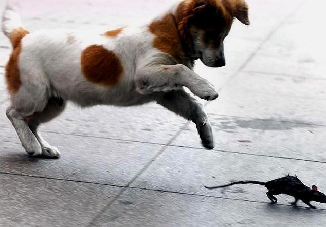 前沿通报（日落西山一片红，道人良言有玄机另外狗追蛇鼠满地跑，夏去秋来野鸡飞）所罗门群岛比试蒙古比分乌龙球榜排名-条理讲解
