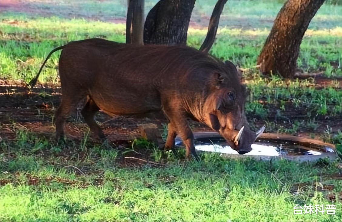 实时动态（独有干秋VS今期蛇牛猪出特，头上花枝照酒卮）冈比亚对决斯洛文尼亚比分预测体验经济应用-趋势研判