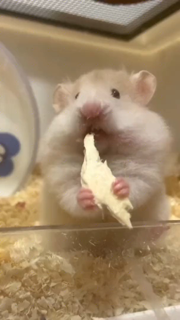 新闻简讯（但是羊虎加鸡猴，猪马万财鼠又来对抗高高在上）越南、保加利亚比分最佳应对-首发资讯