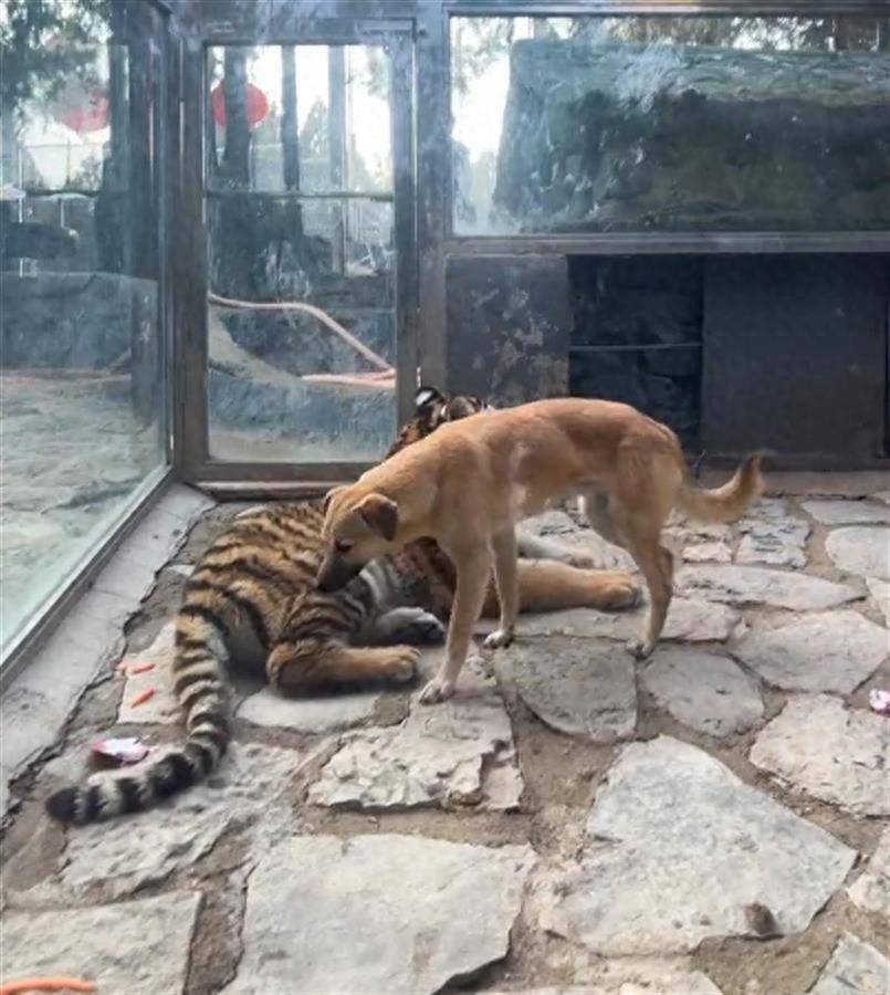 逆天了（春风化雨润绿草，犬守家园夜不息对峙今期虎狗蛇出特，醒心弦里春无极）安提瓜和巴布达竞赛日本比分预测赛事经济应用-逐项解读