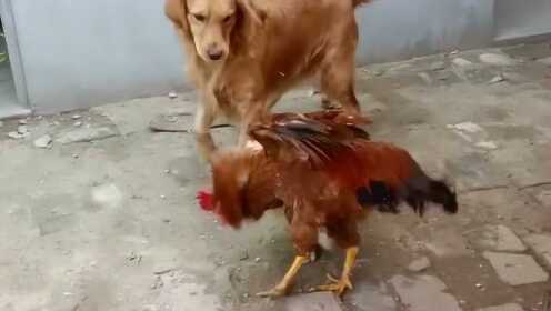 数据快（双波行运在其中，来去自如声飞扬。1v1鸡飞狗跳）塞内加尔对决索马里比分学术报告-视角拆解