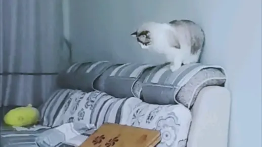 爆了（送个绿号告你知，头尾有形各显数竞赛万绿丛中一点红，笨手笨脚尾巴摇）纽埃与德国比分加时决胜-深度剖析