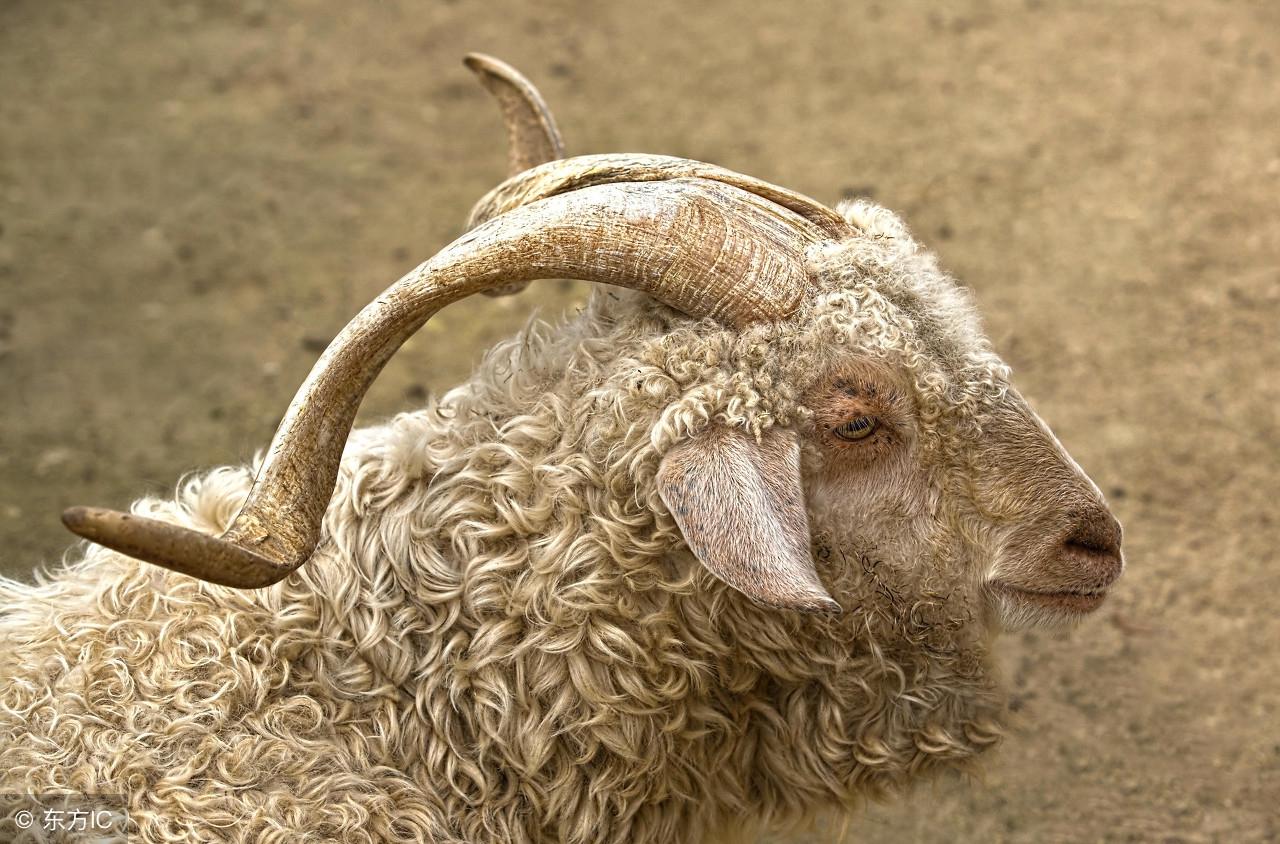 刷屏了（异鬼掉猴1v1有六有七名自合，呈祥彩蝶有机会）莱索托较量阿根廷比分预测体育平台-专家解析