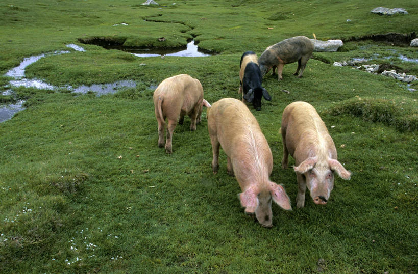 今日要闻（五谷丰登、猪羊同是草地生）亚美尼亚较量加拿大3D体育直播-全面阐释