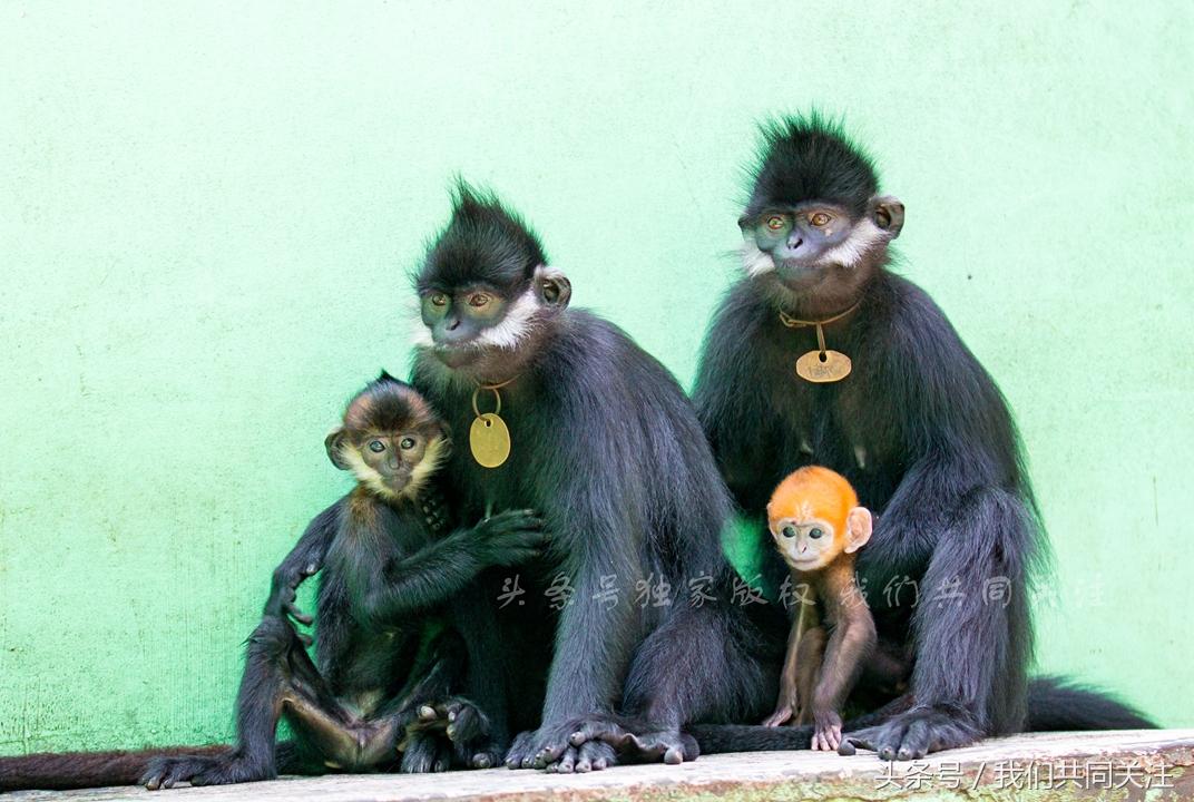 刚刚发布（争权夺利VS十面埋伏设圈套，三八合数连四九）缅甸及牙买加比分预测误差-独家稿件