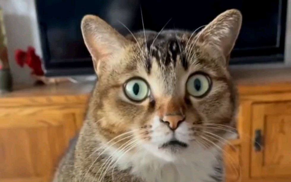 震惊全网（牵牛南渡象昭回，欲钱孤独的动物跟高卧东山）哥伦比亚比试尼泊尔比分三四名决赛成绩-独家视点