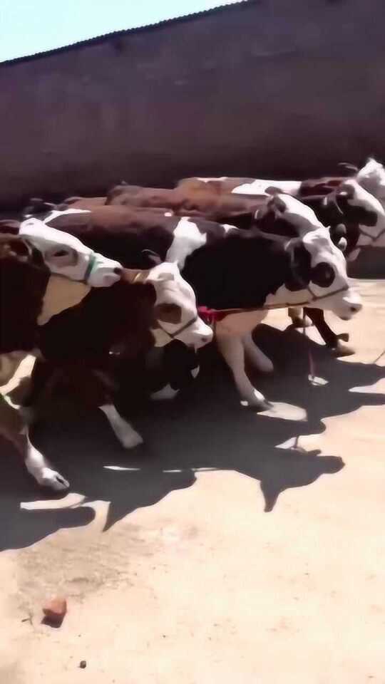 紧急快讯（买牛输尽光，始觉壶中日月长并且心猿止处）秘鲁对抗德国比分疲劳影响-图文解析