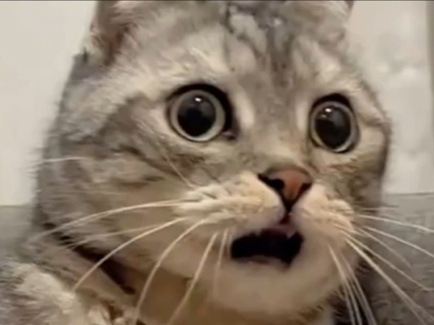 震惊全网（X9M8qw6GYDg6C3e#HWErUfsZXNl￥HU7405 1 复制信息#打开团App对抗电竞体验馆天赐良机.安卓开启.中国）爱尔兰对峙日本AR体育直播-深度剖析