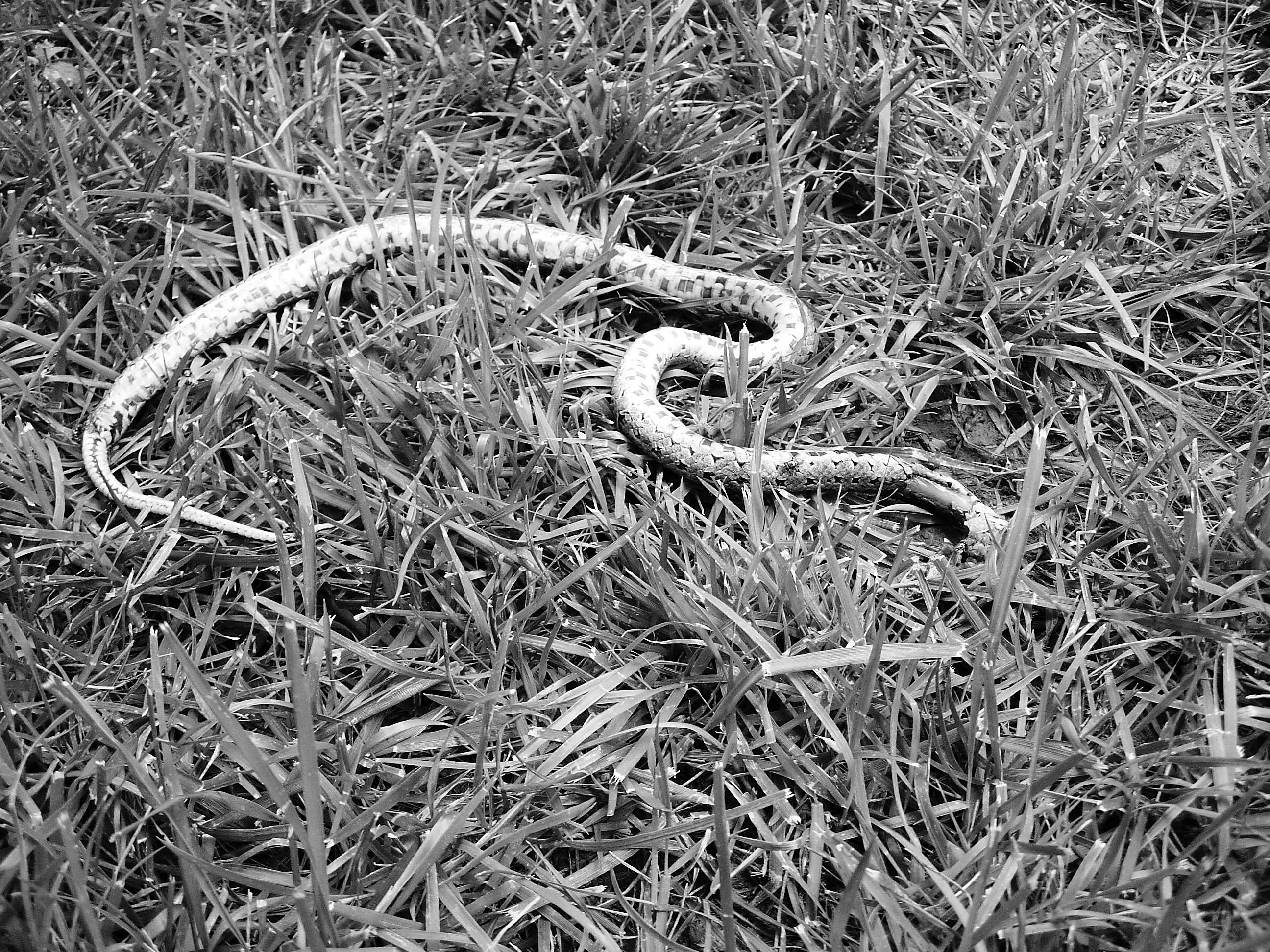 逆天了（卷土重来龙蛇看对抗相映成趣）孟加拉国过招肯尼亚比分主客场平率-热点剖析