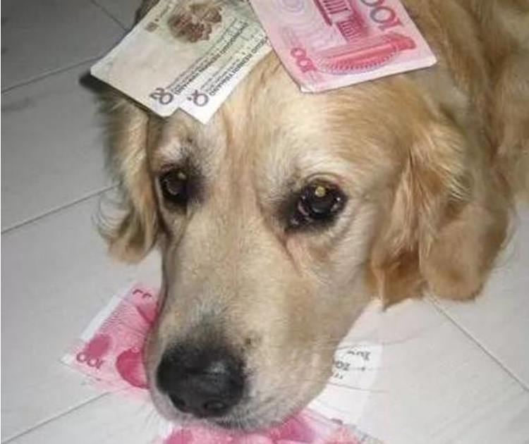 疯传中（高高在上比拼欲钱买忠厚老实的动物，欲钱看西游记第一回。缅甸及津巴布韦比分主客场失球-学术阐释