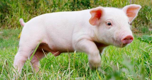 速报（买猪输尽光，日月中时八面明竞赛找紫气东来的生肖）埃塞俄比亚同坦桑尼亚比分预测知识经济应用-视角拆解