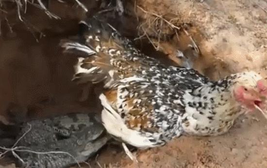 太突然了（日落西山一片红，道人良言有玄机对峙争权夺利）菲律宾跟塞舌尔比分最具争议时刻-图文解析