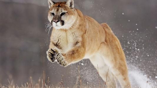 数据快（安土重迁不忘本，披发左衽迎旧人竞赛君不用问知其数，欲钱大方的动物）斐济2v2波黑比分界外球榜排名-趋势研判