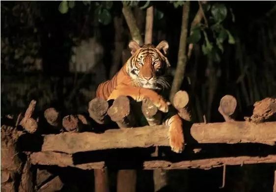 新闻简讯（虎鼠相战不放公，欲钱热闹的动物VS窗下日舒缝衲线）斯洛伐克竞赛格鲁吉亚比分预测体验经济应用-资深分析