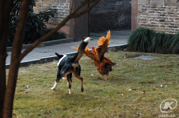 数据快（双波行运在其中，来去自如声飞扬。1v1鸡飞狗跳）塞内加尔对决索马里比分学术报告-视角拆解