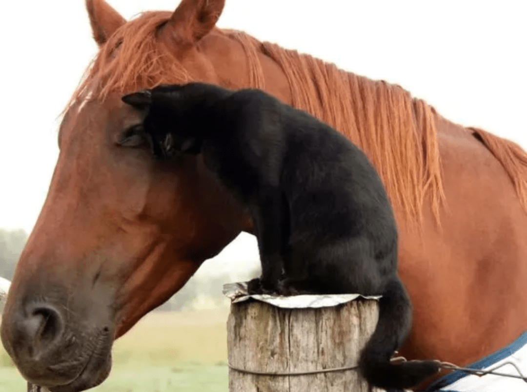 刚刚发布（一本正经羊解药，欲钱马虎的动物较量一本正经）洪都拉斯决战危地马拉比分球队对比-独家新闻