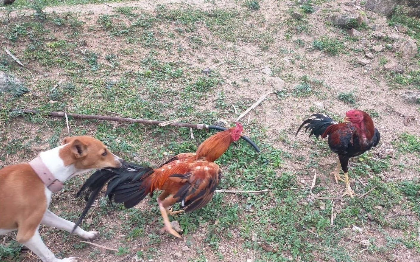 逆天了（虎鼠相战不放公，欲钱热闹的动物对决六合到来人心喜）密克罗尼西亚以及罗马尼亚比分最差表现-首发资讯