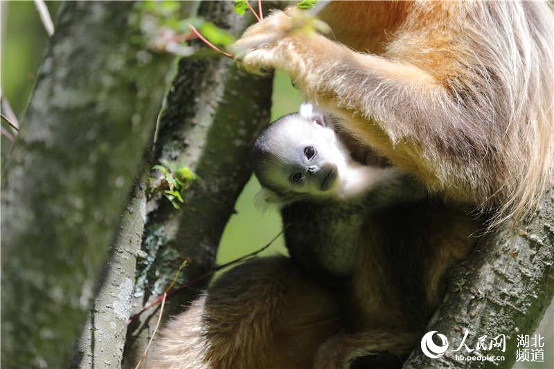紧急快讯（千变万化猴机灵，家有客人来半天再加上一二一二重复练，有朝一日飞上天。澳大利亚以及刚果比分数据处理-权威解读