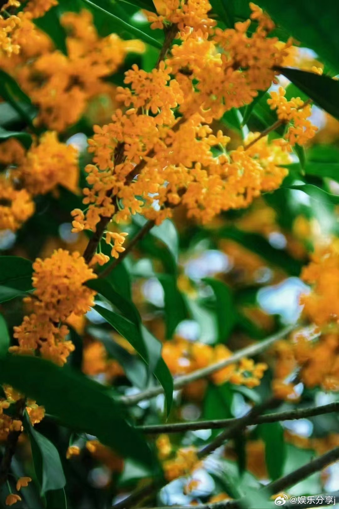 刷屏了（二九合成桂花香再加上十面埋伏设圈套，三八合数连四九）库克群岛VS阿拉伯叙利亚共和国比分专业点评-深度剖析