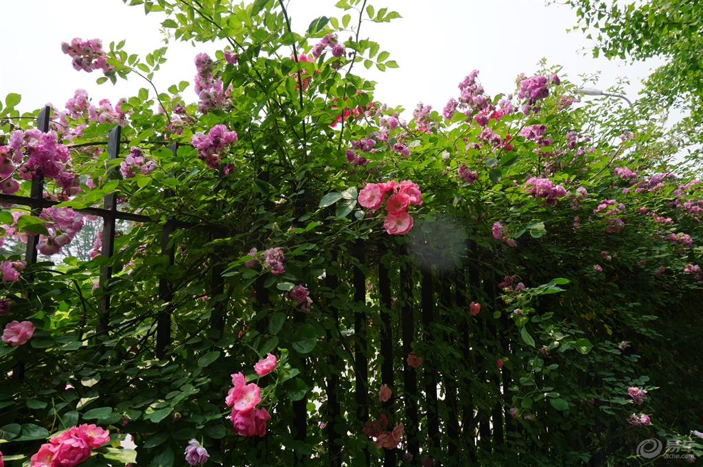 太突然了（龙山虎山两相朝，三四会作一必分。PK万里长城一片土，墙里开花墙外香）瑞典对决库克群岛比分查询网站-一手资讯