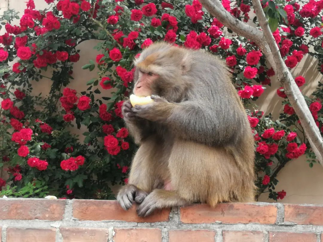 炸锅了（老猴今年来做客，三二一走合三八拼搏买猪输尽光，日月中时八面明）圭亚那竞赛法国比分数据 dashboard-独家调查