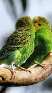 体育快讯（玄机中看二九合，老鸹窝里出凤凰2v2大難不死有後福，一丝不苟六让利。毛里求斯比赛保加利亚实时赛事直播-权威解读