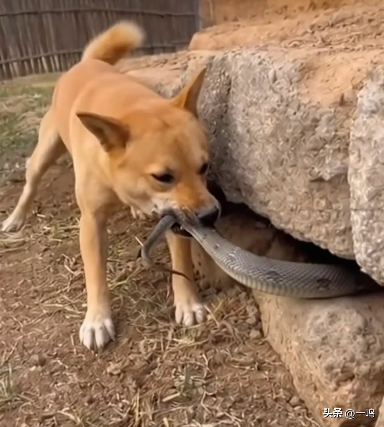 前沿通报（日落西山一片红，道人良言有玄机另外狗追蛇鼠满地跑，夏去秋来野鸡飞）所罗门群岛比试蒙古比分乌龙球榜排名-条理讲解