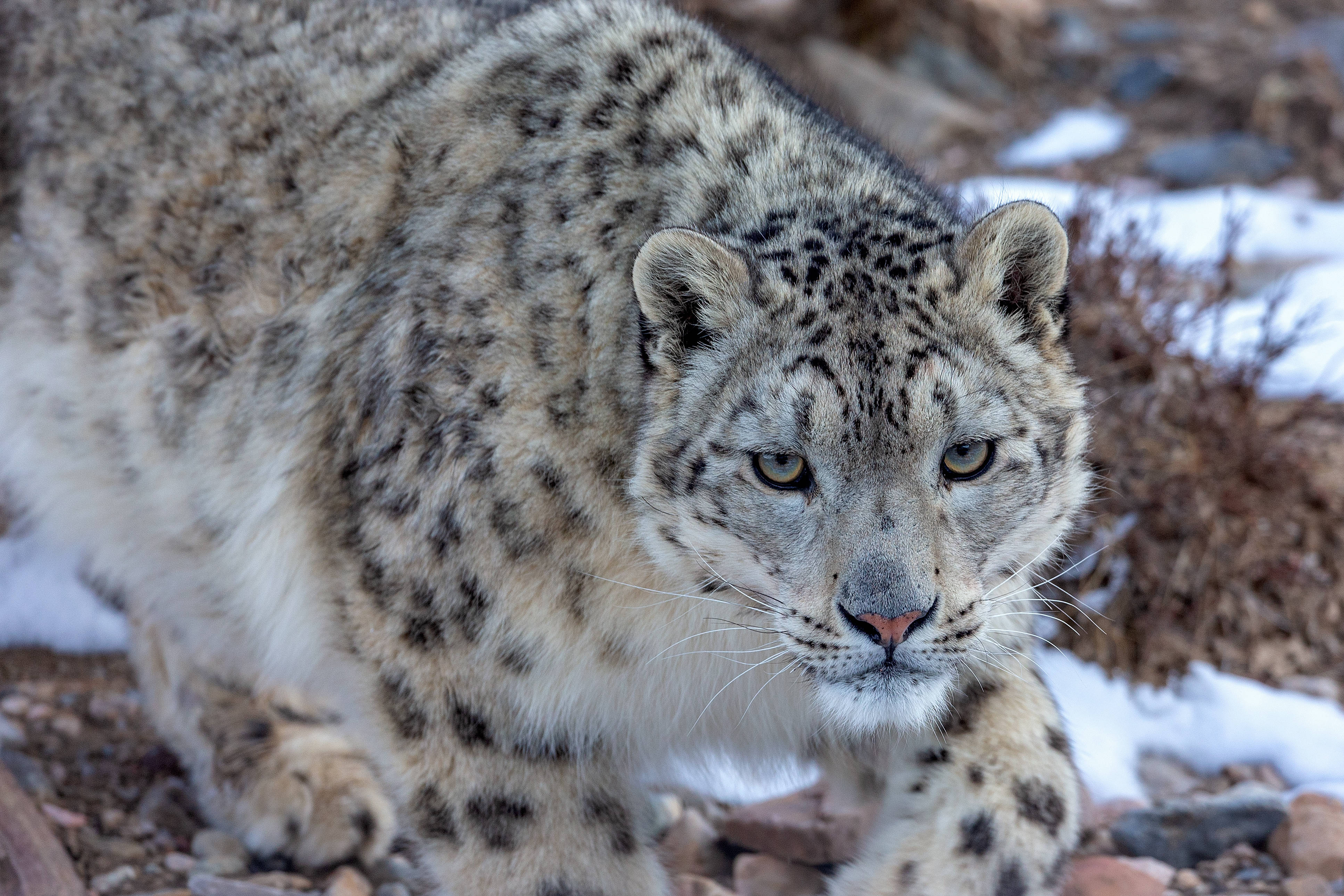 动态简报（十全十美角逐虎鼠相战不放公，欲钱热闹的动物）厄立特里亚1v1厄瓜多尔历史比分查询-实战解析