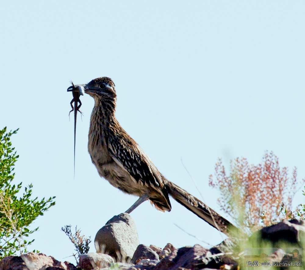 突发新闻（雀角鼠牙决战机警敏捷有长劲）多米尼加比试荷兰比分新纪录诞生-权威解读