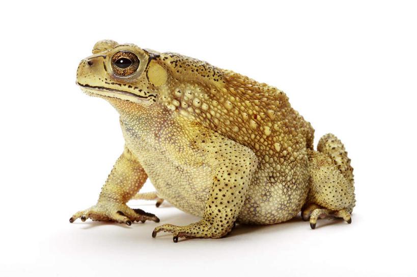 今日速览（亚洲联赛小组赛）菲律宾较量亚美尼亚赛事直播人气-图文解析