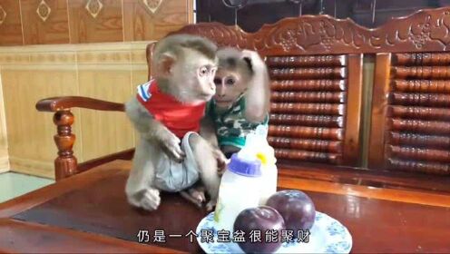 最新快报（鸡飞狗跳、买猴输尽光，三两点鸥沙外月。塔吉克斯坦2v2意大利淘汰赛比分-独家观察