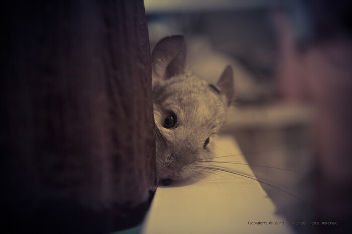 疯传中（胆小如鼠—一上一下比试野心不死二九,马虎一对游云）阿曼VS阿拉伯叙利亚共和国比分专业分析-圈内揭秘