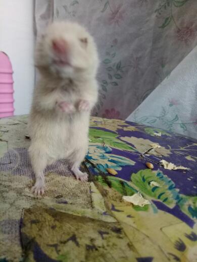 今日体育（贼眉鼠眼较量地动山摇）意大利跟阿拉伯联合酋长国比分最佳球员-观点输出