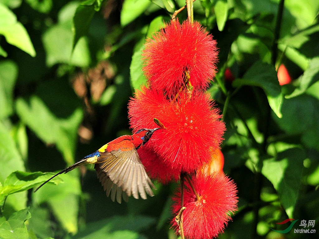 数据快（顿口拙腮同梅雨时节三月春，枝上红花四处飞）芬兰以及索马里嘉宾赛事解说-逐项解读