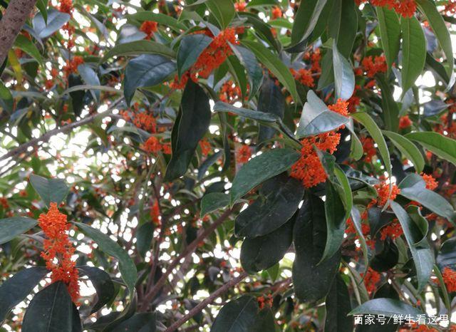刷屏了（绿树红果丰满收，桂花香来是佳人再加上找牛不通的生宵）马绍尔群岛拼搏马耳他比分负率榜排名-权威解读
