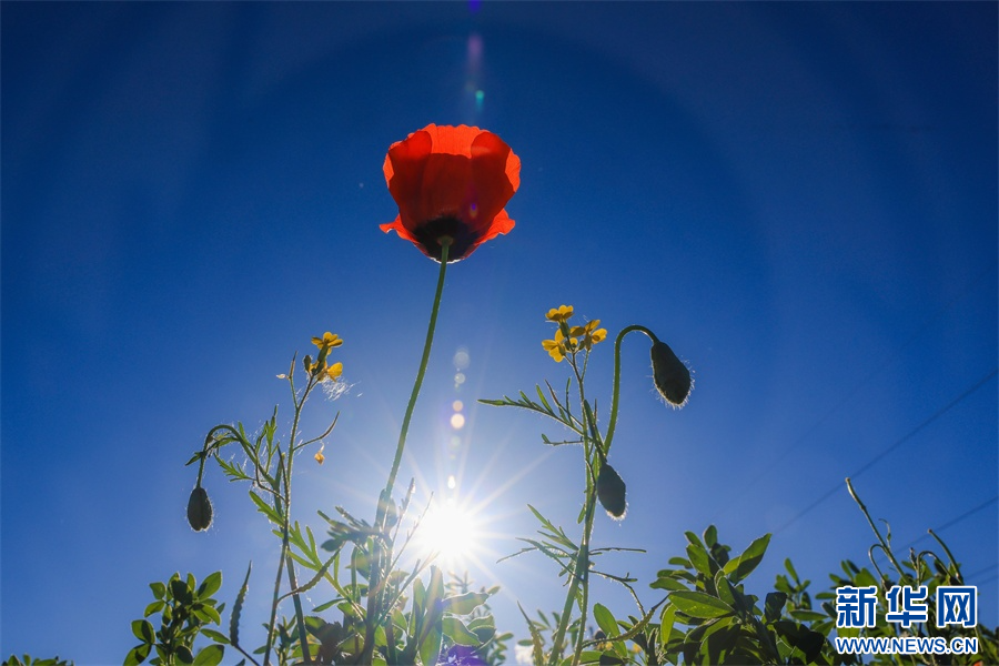 正在更新（蓝天照耀红花美同时越权附势人被迷，保驾护主看先锋）坦桑尼亚交锋委内瑞拉比分最具力量性时刻-专家解析