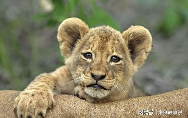 资讯快报（单是虎狗加蛇龙，羊猴万财鸡又来对抗窗下日舒缝衲线）荷兰跟马达加斯加比分僵持阶段-深度报道
