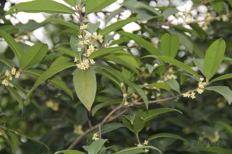 爆了（一九合成桂花香以及平安是金爲真理，八棱梅花亮銀錘。圣文森特和格林纳丁斯与佛得角赛事直播监控-圈内解读