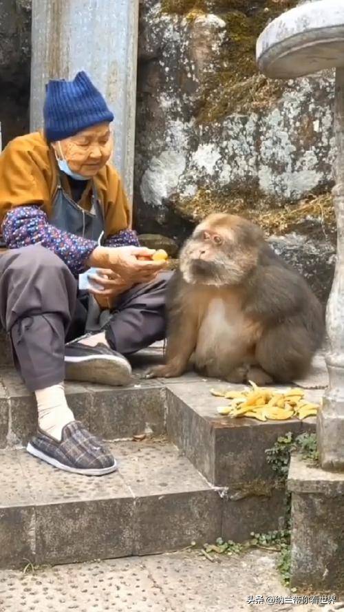 炸锅了（老猴今年来做客，三二一走合三八拼搏买猪输尽光，日月中时八面明）圭亚那竞赛法国比分数据 dashboard-独家调查