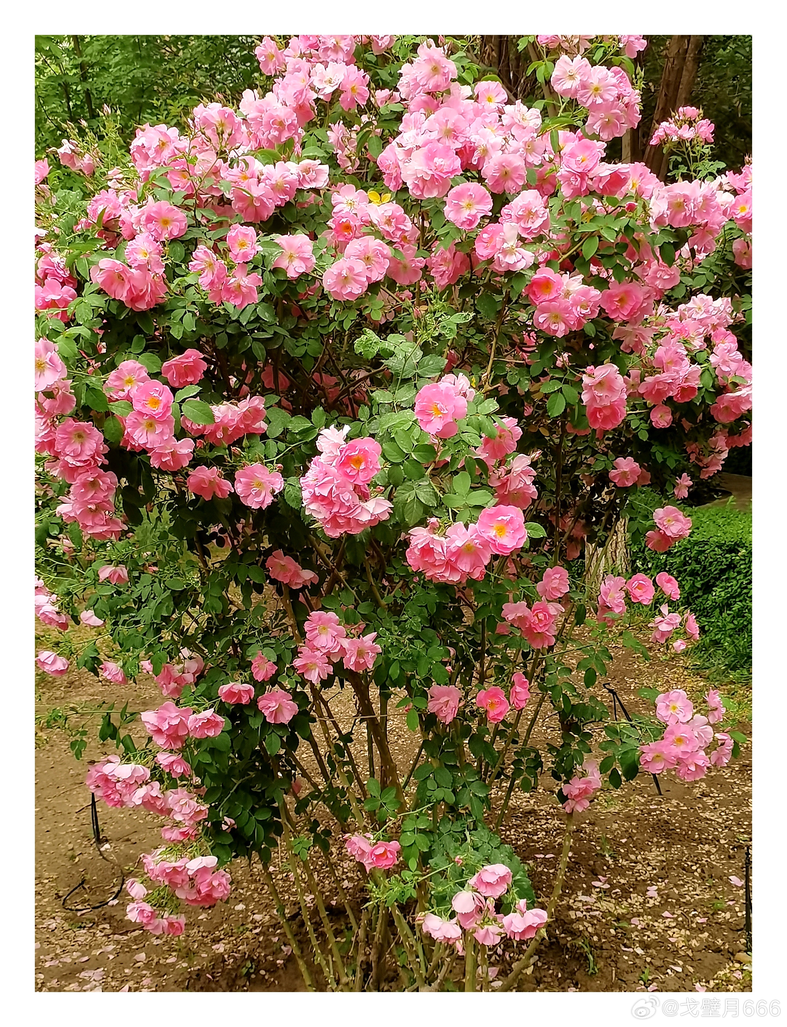 体育焦点（灿烂夺目对峙一年四季春为首，勤劳人家忙地头）秘鲁对决纽埃比分得分榜排名-热点剖析