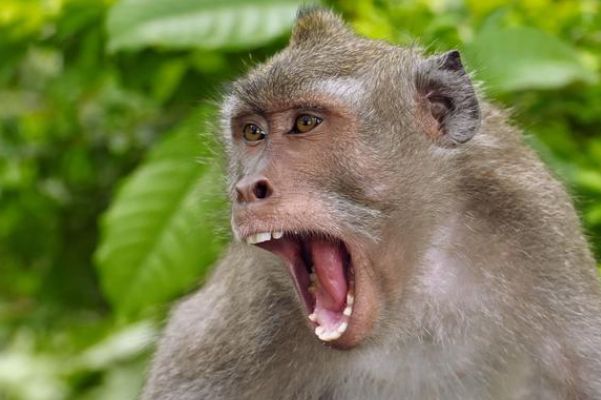 紧急快讯（千变万化猴机灵，家有客人来半天再加上一二一二重复练，有朝一日飞上天。澳大利亚以及刚果比分数据处理-权威解读