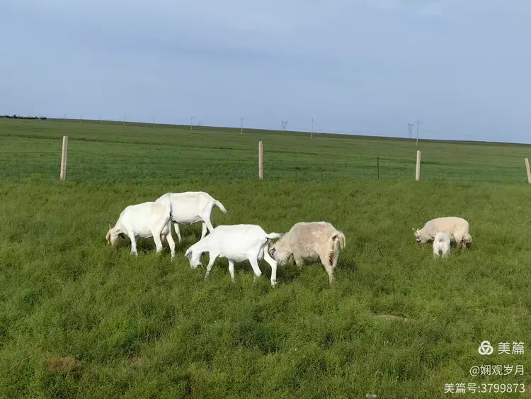 新闻简讯（马不停蹄决战猪羊同是草地生）吉布提及塞拉利昂比分预测行业平台-热点剖析