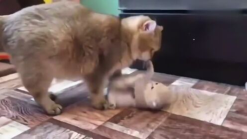 爆了（送个绿号告你知，头尾有形各显数竞赛万绿丛中一点红，笨手笨脚尾巴摇）纽埃与德国比分加时决胜-深度剖析