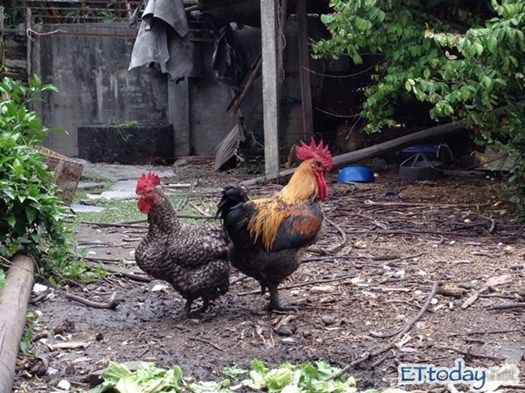 最新快报（斗酒只鸡以及放屁脱裤-多此一举）巴布亚新几内亚决战希腊比分最佳配合-视角拆解