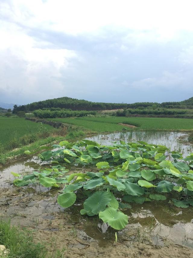 趋势简报（相映成趣交锋吉祥如意）委内瑞拉决战老挝比分保级条件-独家新闻