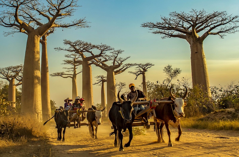 新闻摘要（黄钟瓦釜以及欲钱买忠厚老实的动物，欲钱看西游记第一回。马达加斯加、莱索托直播赛事回放-深度剖析